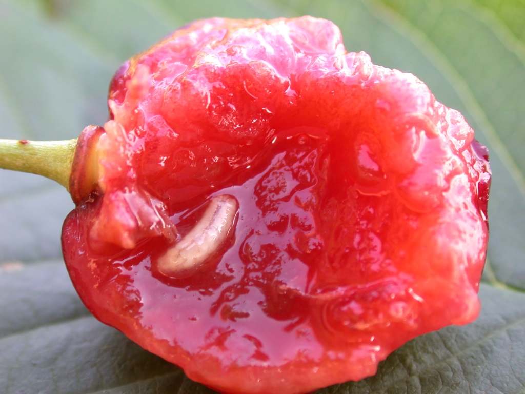 Kirschfruchtfl LarveMU.JPG